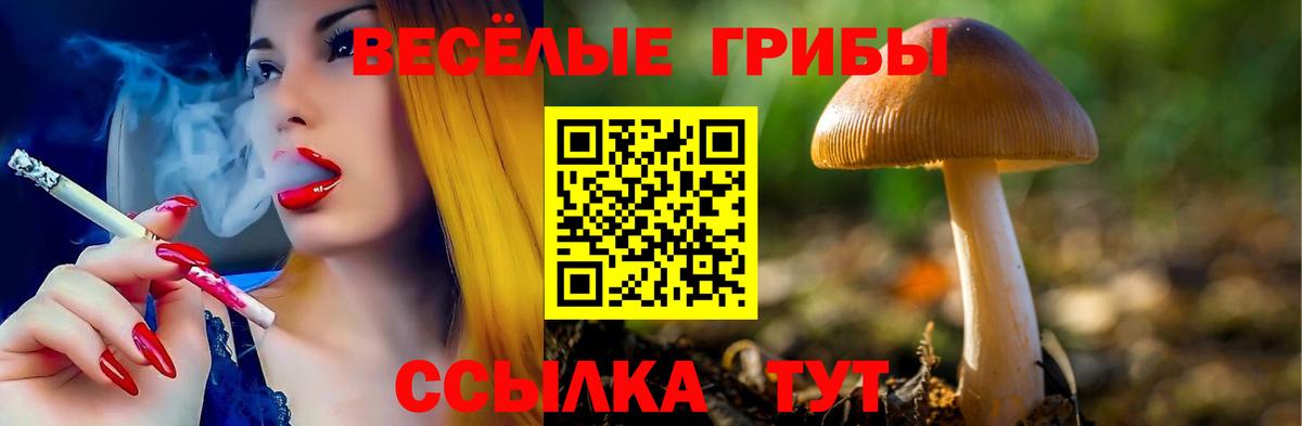 Галлюциногенные грибы Psilocybe Знаменск